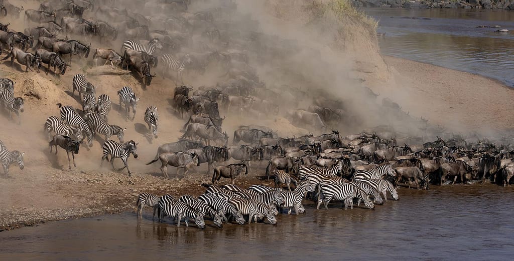 Is a Maasai Mara Safari Worth It? 2026 Honest Guide + Costs | Mara Triangle Safaris
