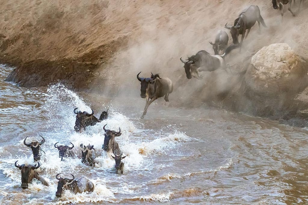 Is a Maasai Mara Safari Worth It? 2026 Honest Guide + Costs | Mara Triangle Safaris