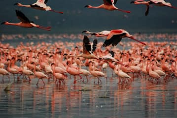 March Birdwatching Safari: Top Mara Triangle Safaris Spots & Tips for Kenya's Green Season