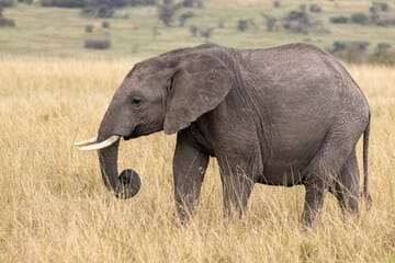 Big Five in Mara Triangle