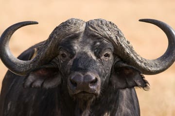 Big Five in Masai Mara