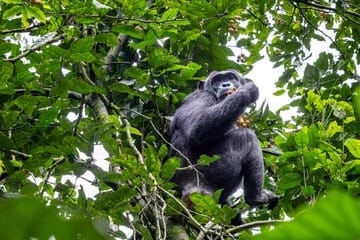 ol pejeta chimpanzee sanctuary