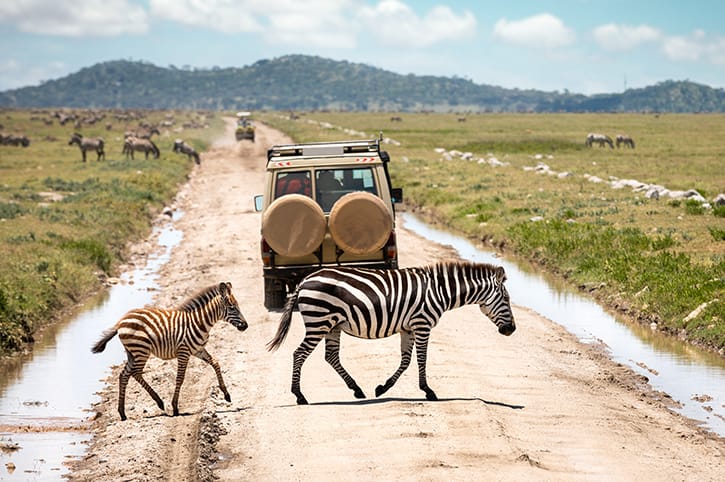 Amboseli vs Masai Mara (2026) Which Safari is Better Costs, Wildlife & Travel Guide-Mara Triangle Safaris