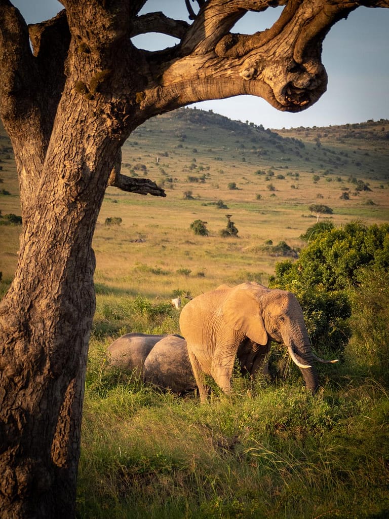 Is a Maasai Mara Safari Worth It? 2026 Honest Guide + Costs | Mara Triangle Safaris