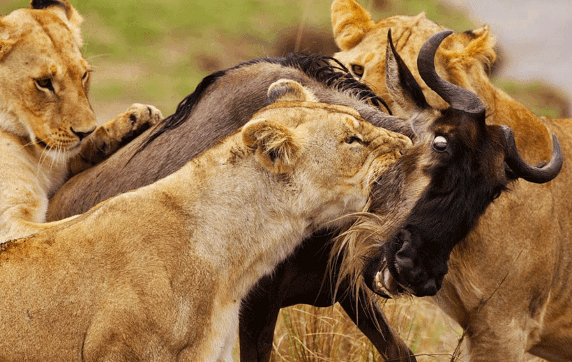 6 Days kenyan relaxing Luxury Safari