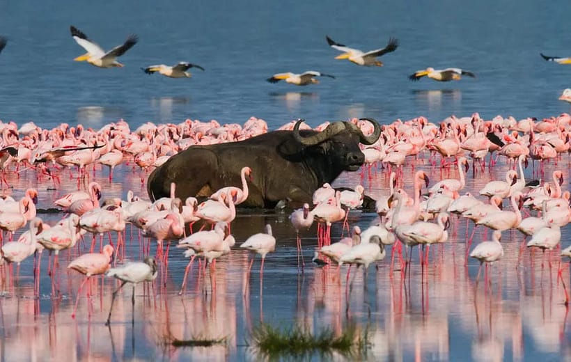 10 Days Kenya Bush Safari only