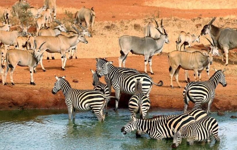 10 Days Kenya Bush Safari