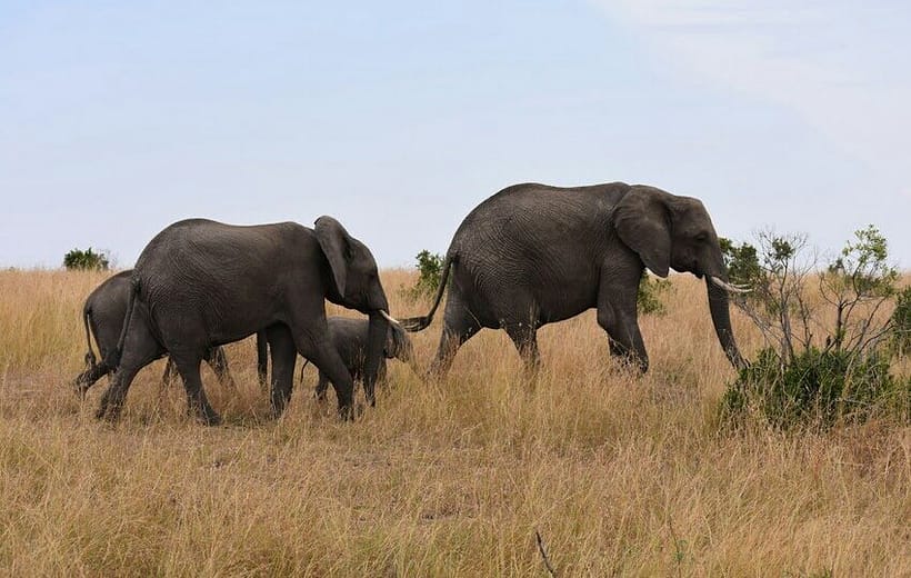 3 Days Perfect Amboseli Trip