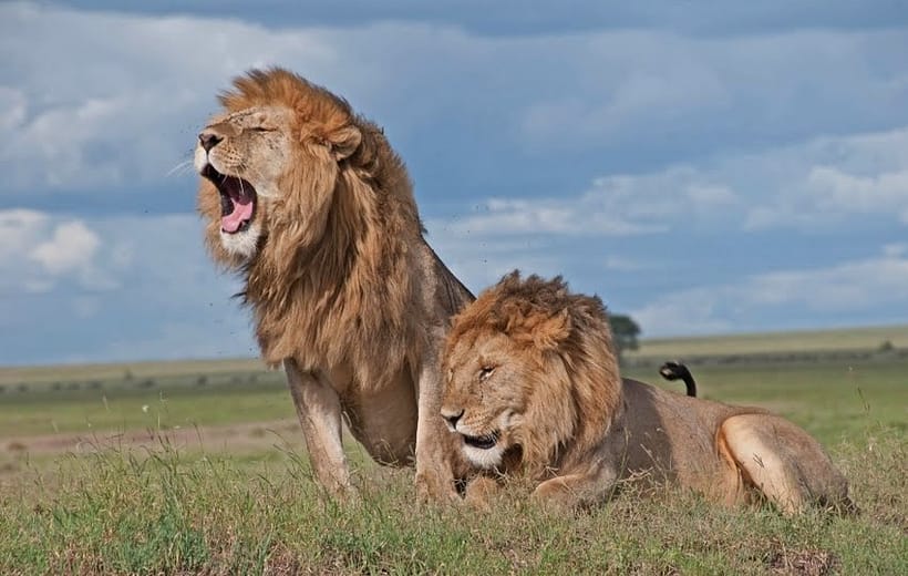 6 Days Tanzania Safari