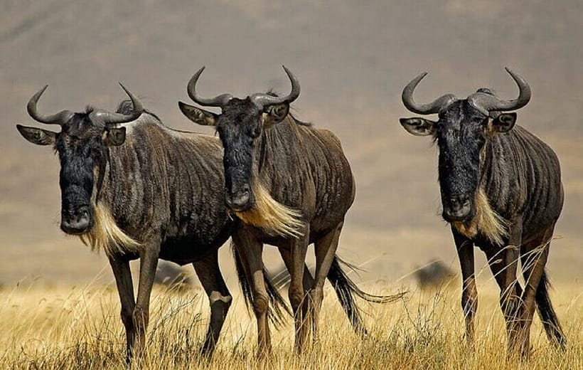 6 Days Kenyan classic Safari