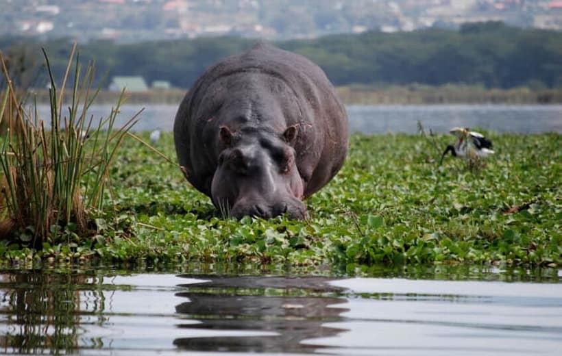 7 Days kenyan classic safari luxury