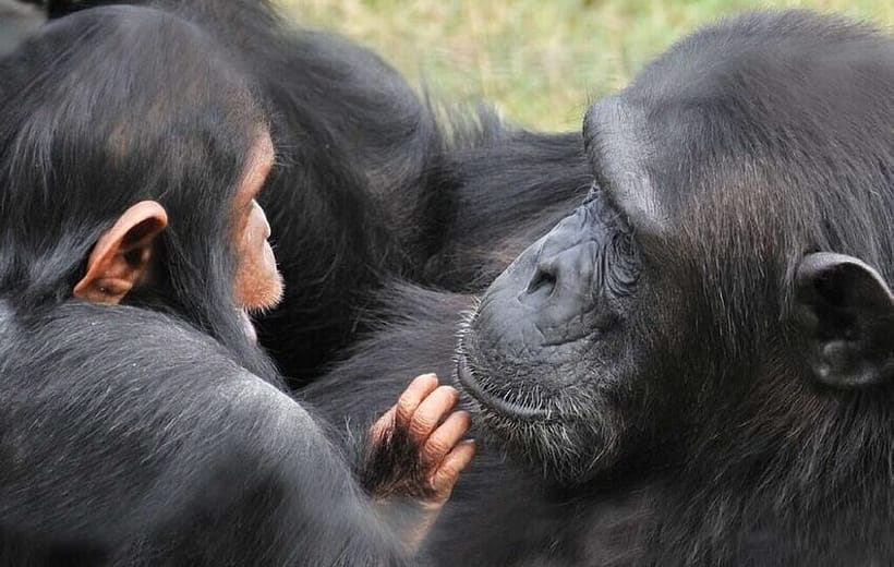 Ol Pejeta Conservancy & Chimpanzee Sanctuary Full Day Tour