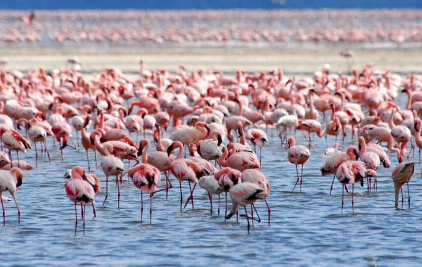 Day trip to Lake Nakuru National park