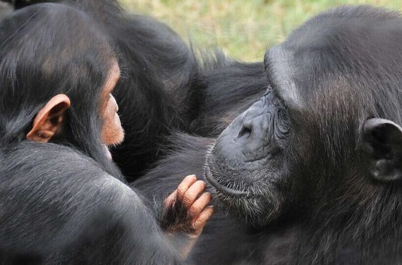 Ol Pejeta Chimpanzee Sanctuary