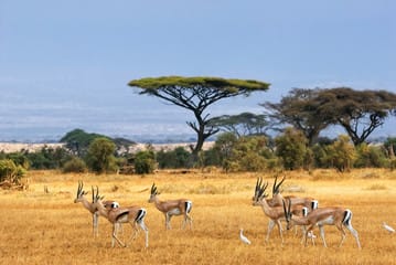 Kenya Safari in 2026
