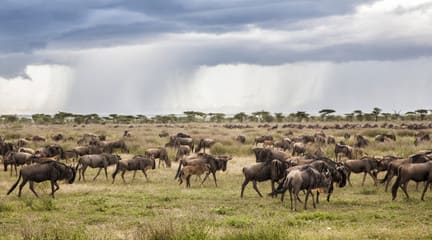 Kenya Safari in the Rainy Season