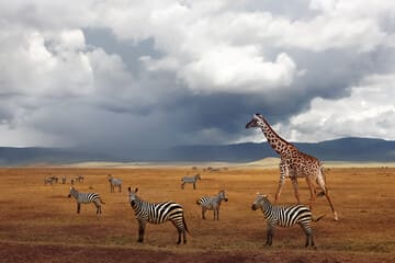Kenya Safari in the Rainy Season