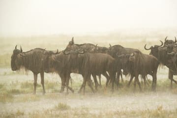 Kenya Safari in the Rainy Season