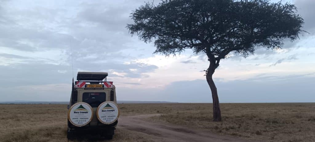 Plan Your 2026 Big Five Safari in Kenya with Mara Triangle Safaris