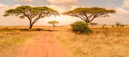 Kenya Safaris in December