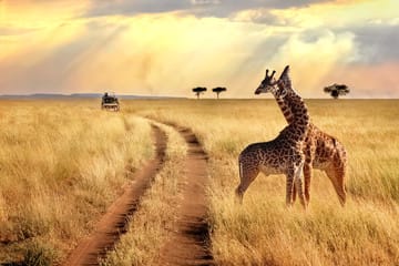 50 Questions About Kenya Safari in 2026 Answered