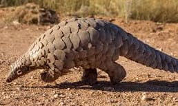 Rare Animals on a Kenyan Safari