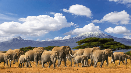 Kenya Safaris in December
