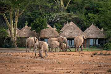 Ol Jogi Wildlife Conservancy