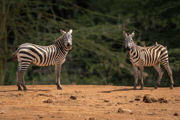 Ol Jogi Wildlife Conservancy