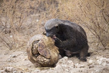 Rare Animals on a Kenyan Safari