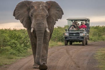 Kenya Safaris in December