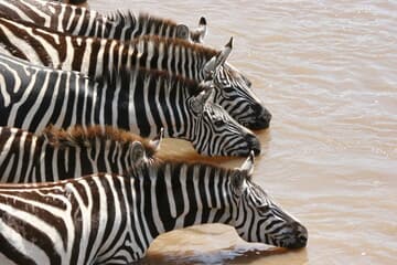 Great Migration Kenya Map Best Viewing Spots